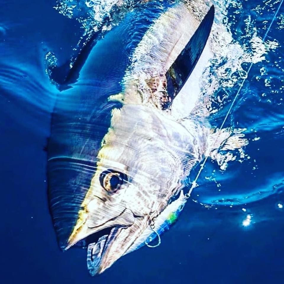 Albacore Tuna Trip on Sea Breeze $475 +Tax – Sea Breeze Charters